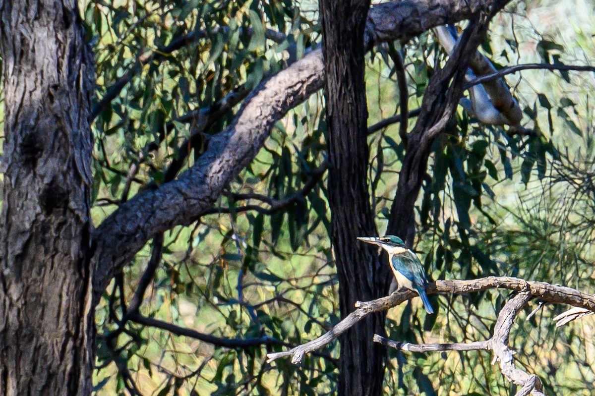 Sacred Kingfisher - ML638744860