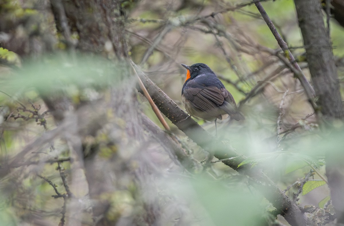 Firethroat - ML638744886