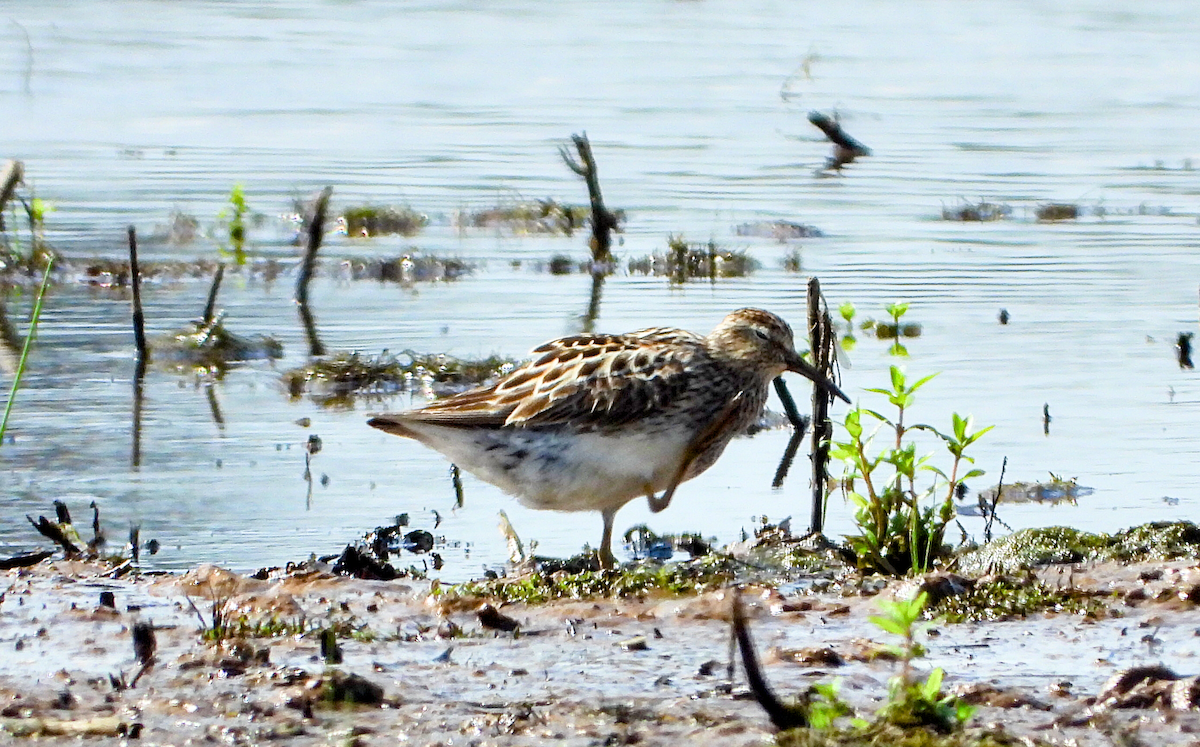 Graubrust-Strandläufer - ML638744889