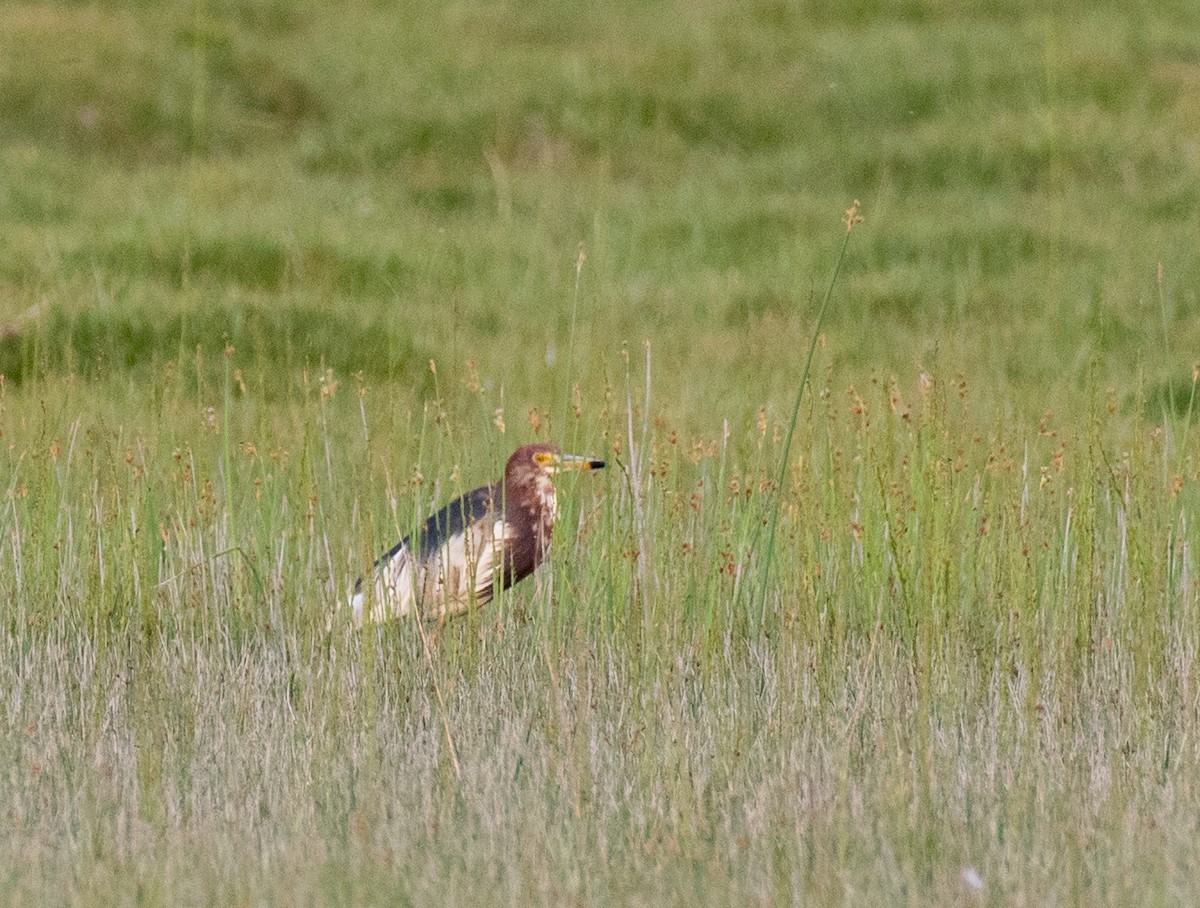 Чапля китайська - ML638744988