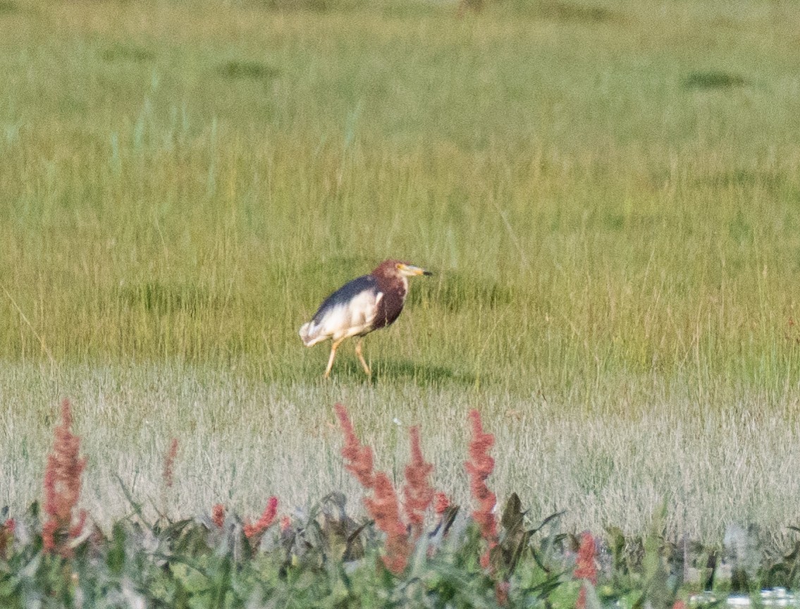 Чапля китайська - ML638744989