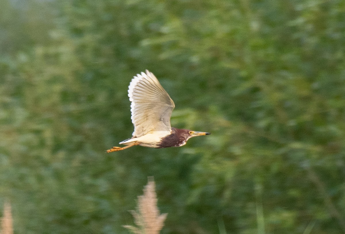 Чапля китайська - ML638744990