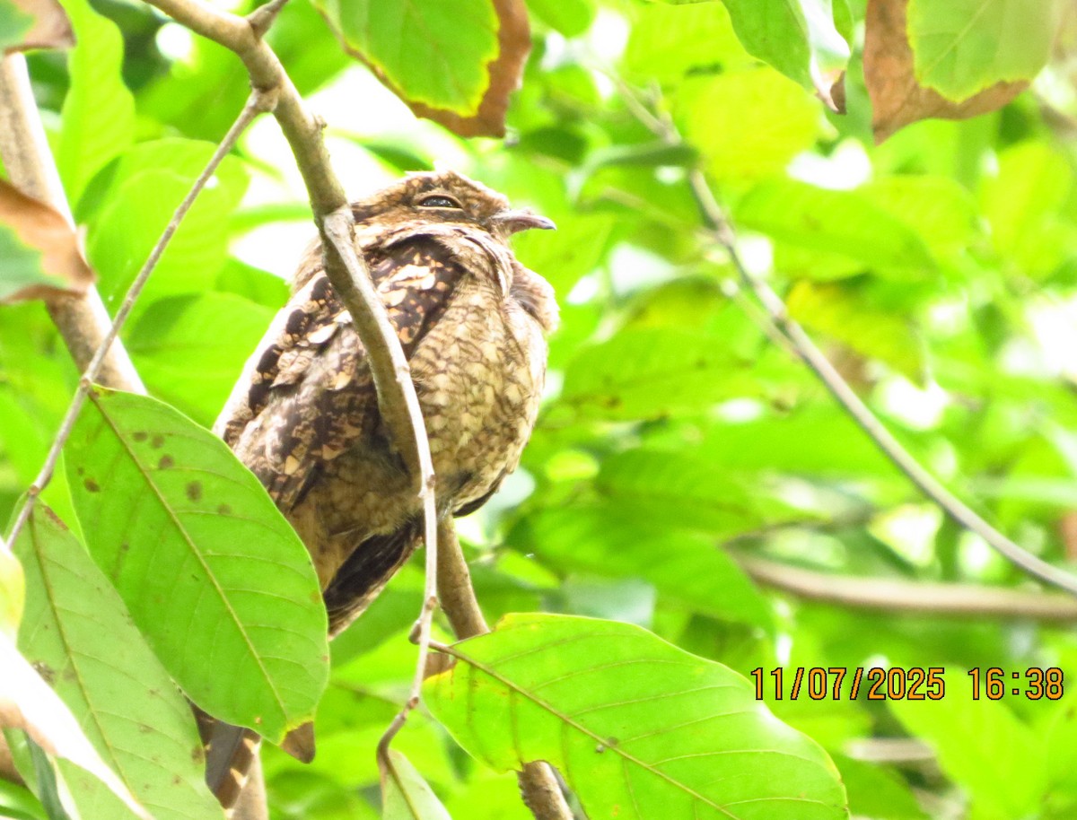 Philippine Nightjar - ML638745084