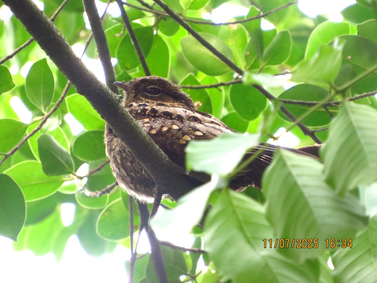 Philippine Nightjar - ML638745087