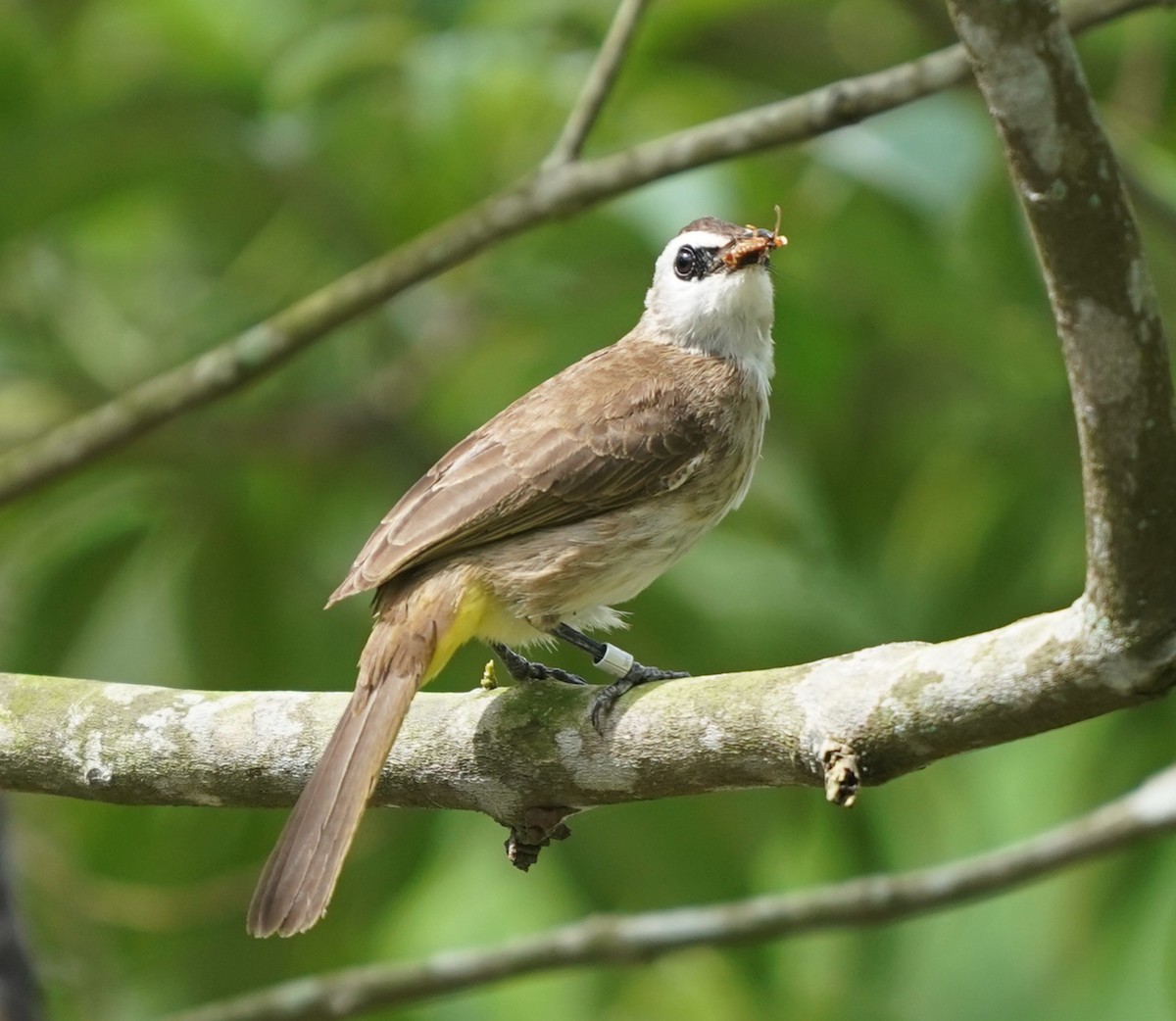 Bulbul goiavier - ML638745172