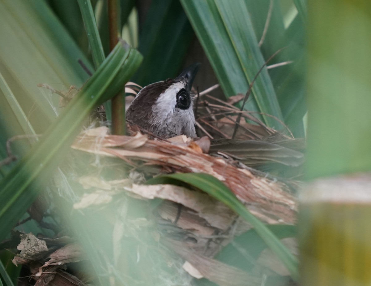 Bulbul goiavier - ML638745173