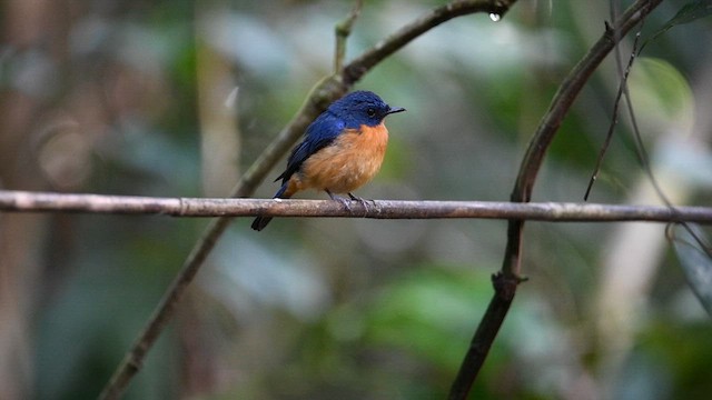 Dayak Blue Flycatcher - ML638745195