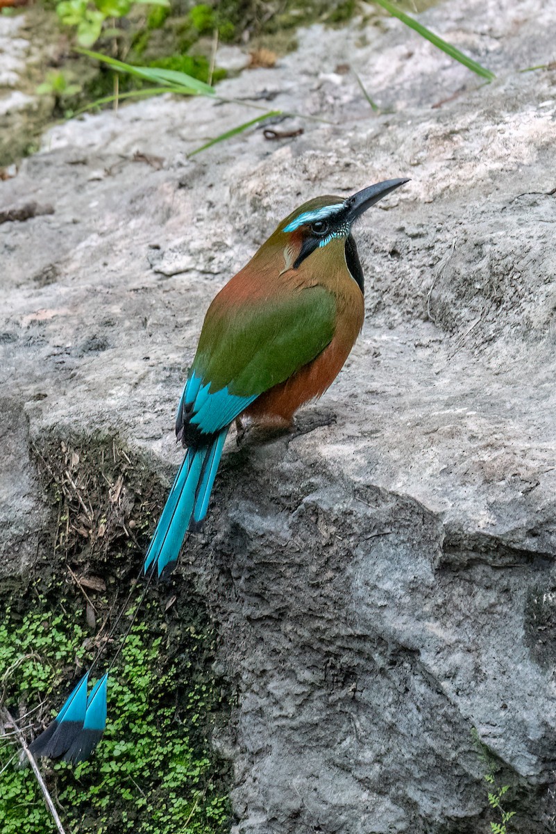 Turquoise-browed Motmot - ML638745224