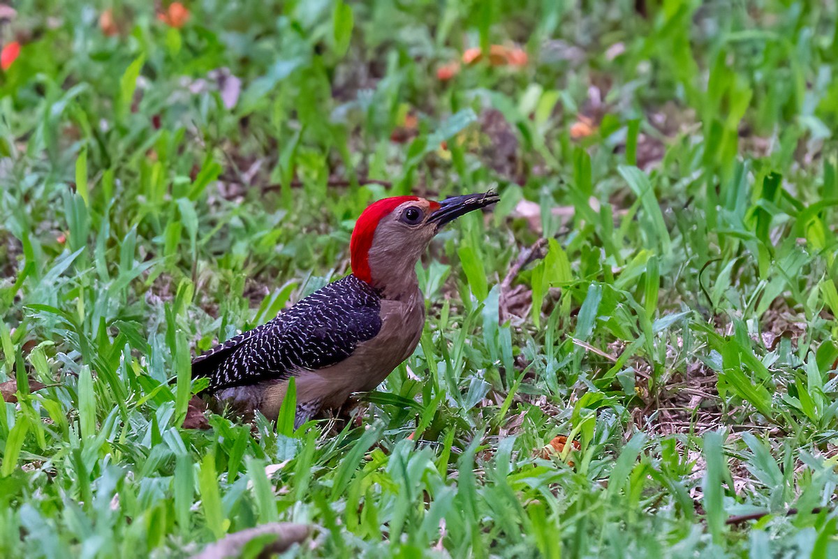 Golden-fronted Woodpecker - ML638745232
