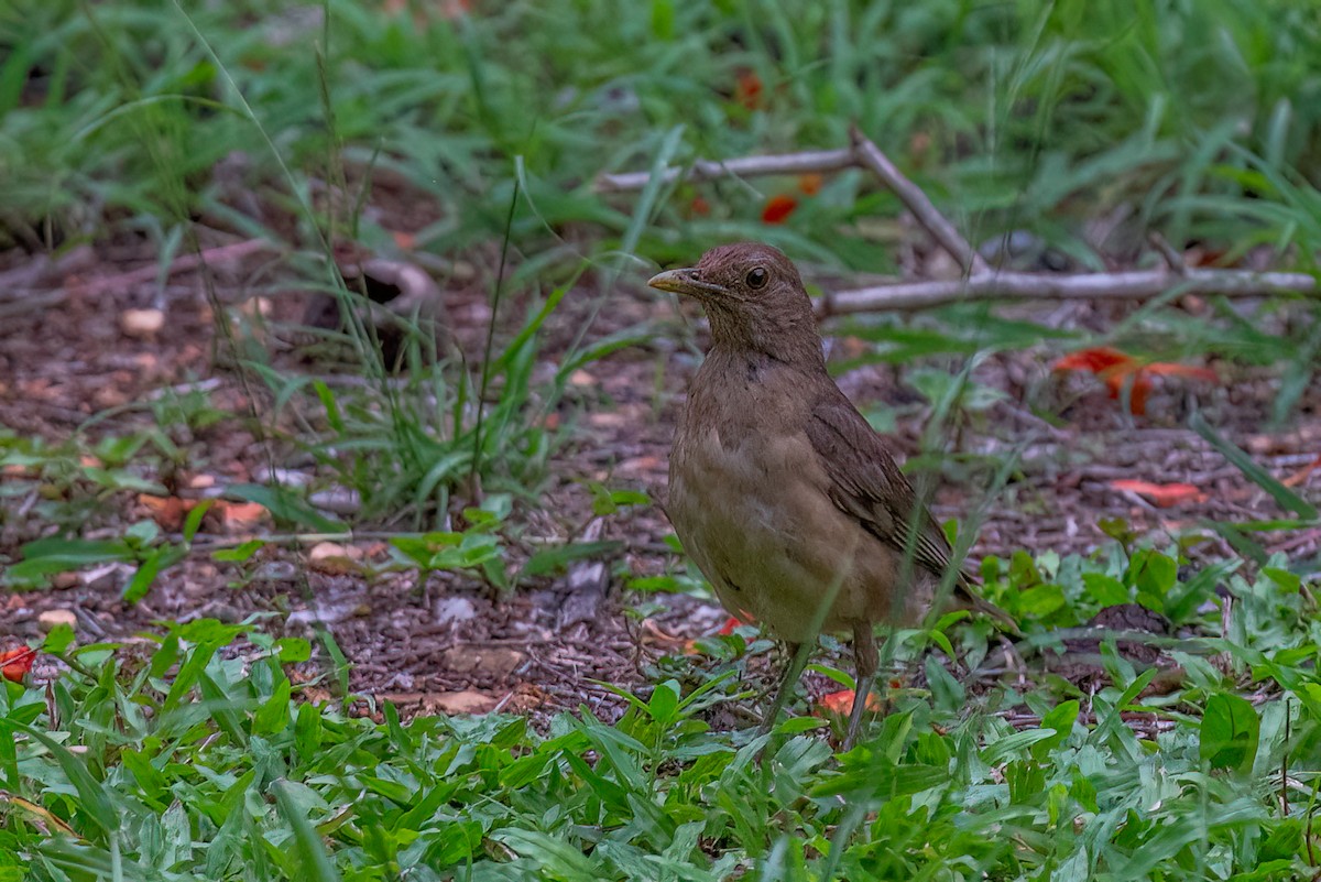 Clay-colored Thrush - ML638745240