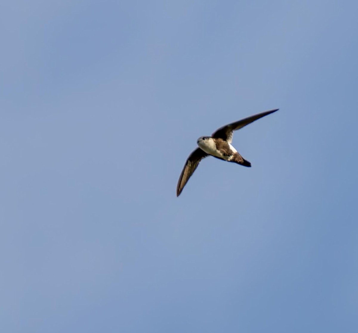 White-throated Swift - ML638745298