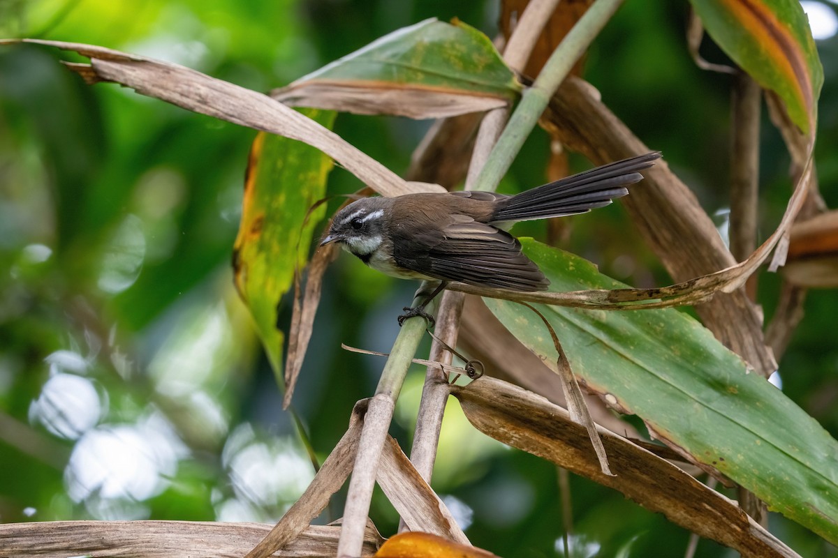 Kadavu Fantail - ML638745334