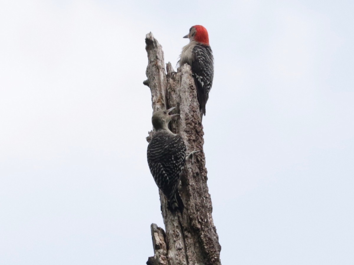 Red-bellied Woodpecker - ML638745352