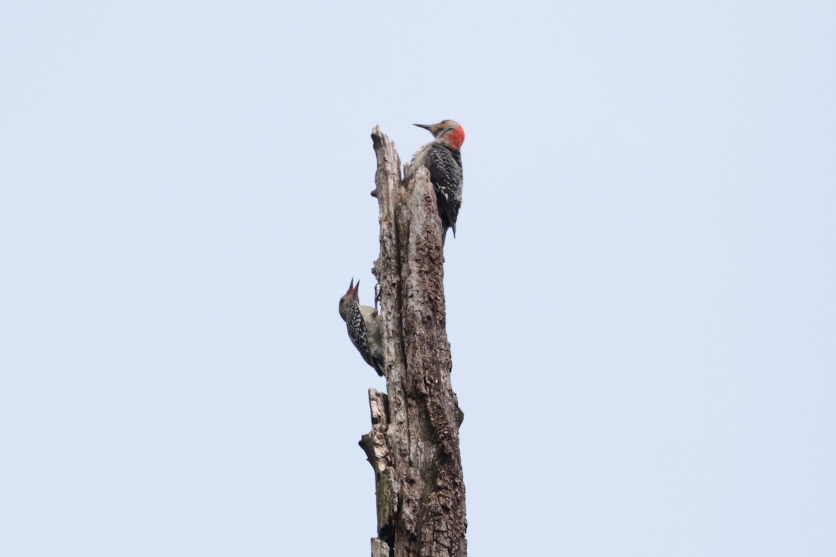 Red-bellied Woodpecker - ML638745353