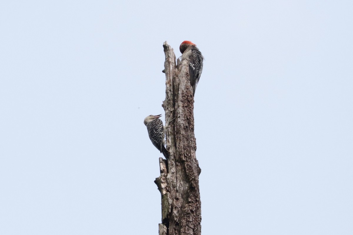 Red-bellied Woodpecker - ML638745354