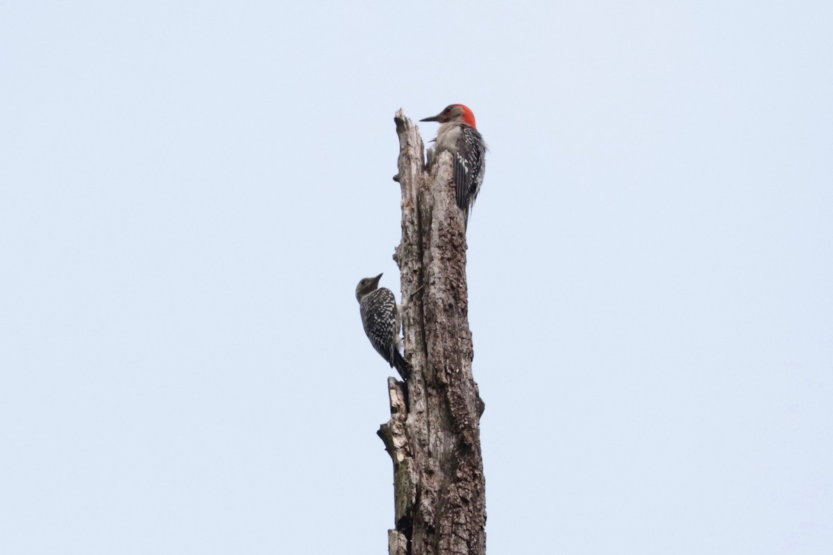 Red-bellied Woodpecker - ML638745355
