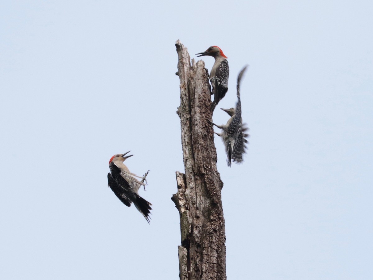 Red-bellied Woodpecker - ML638745356