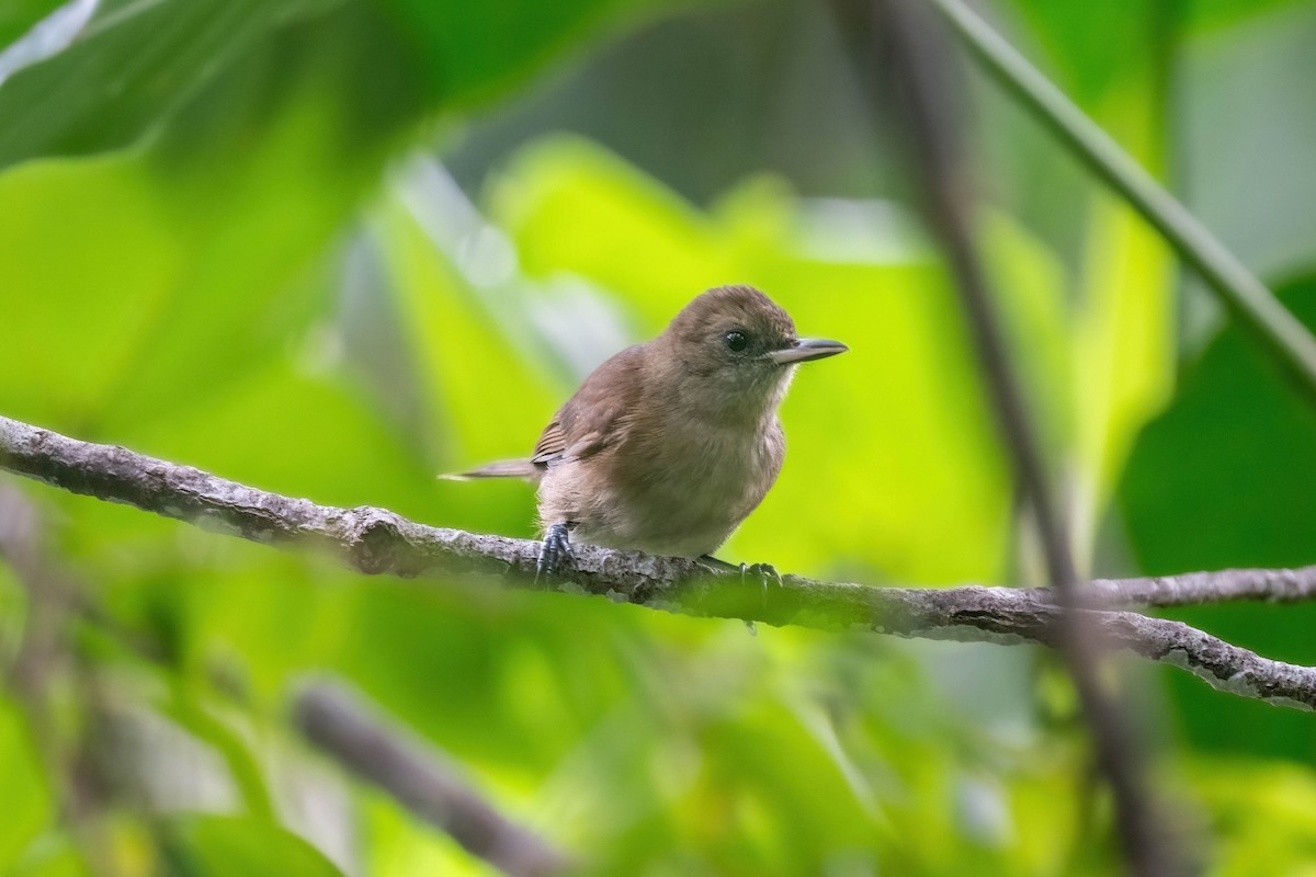 Fiji Shrikebill - ML638745357