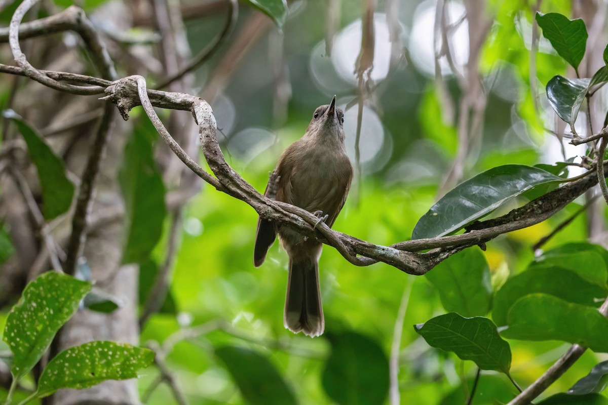 Fiji Shrikebill - ML638745358
