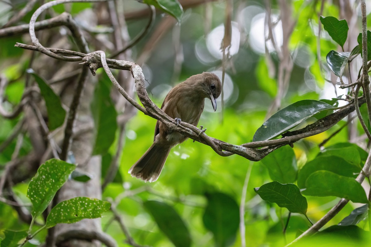 Fiji Shrikebill - ML638745359