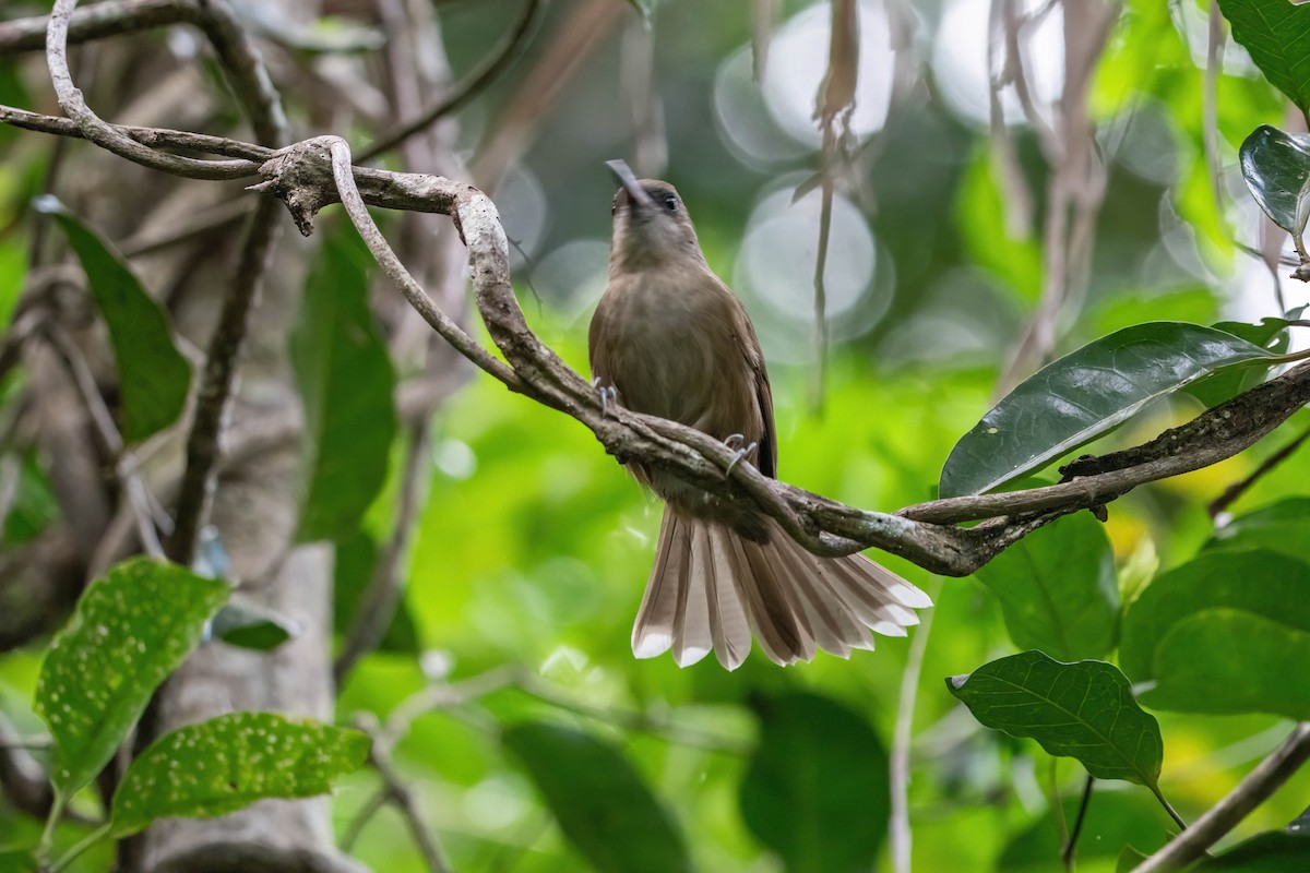 Fiji Shrikebill - ML638745360