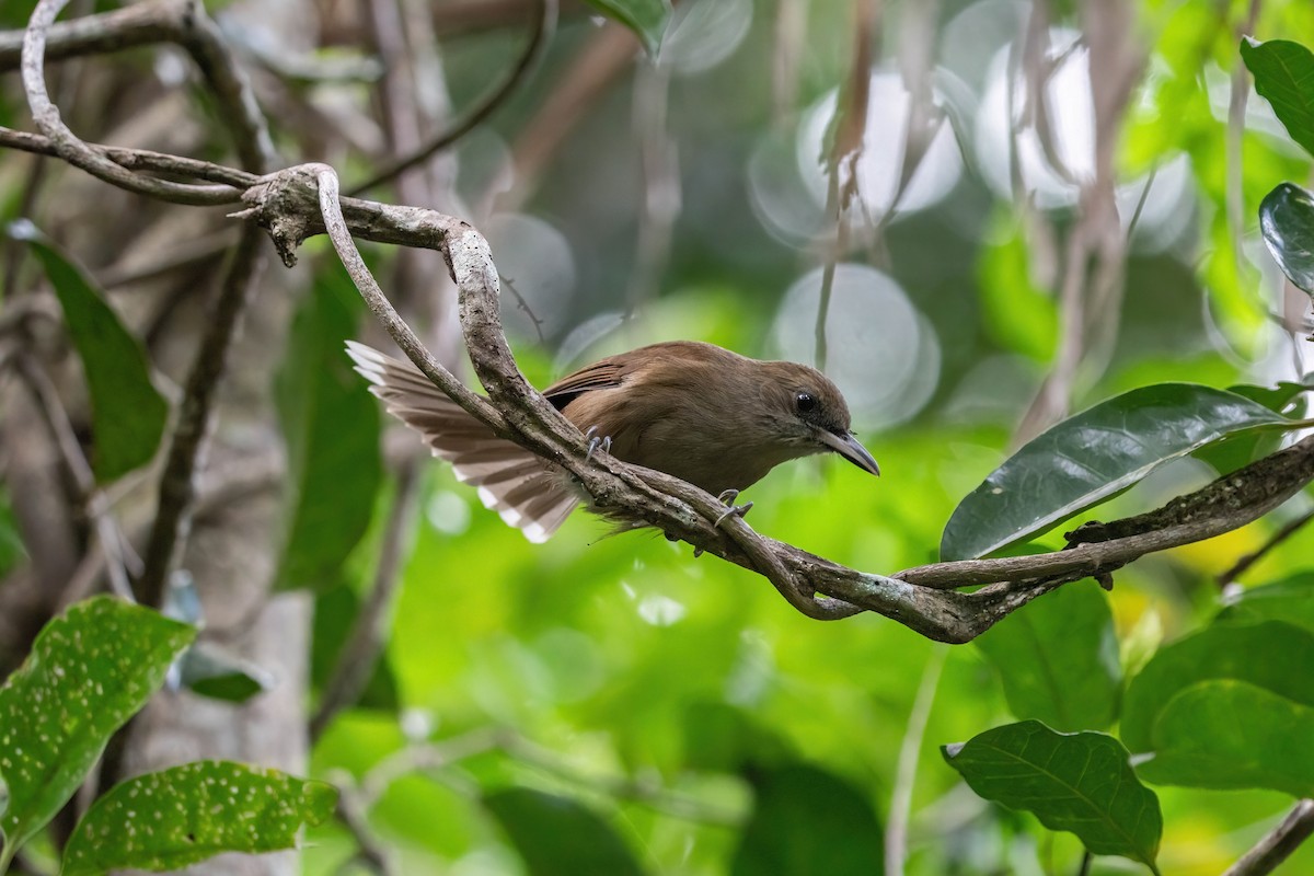 Fiji Shrikebill - ML638745361