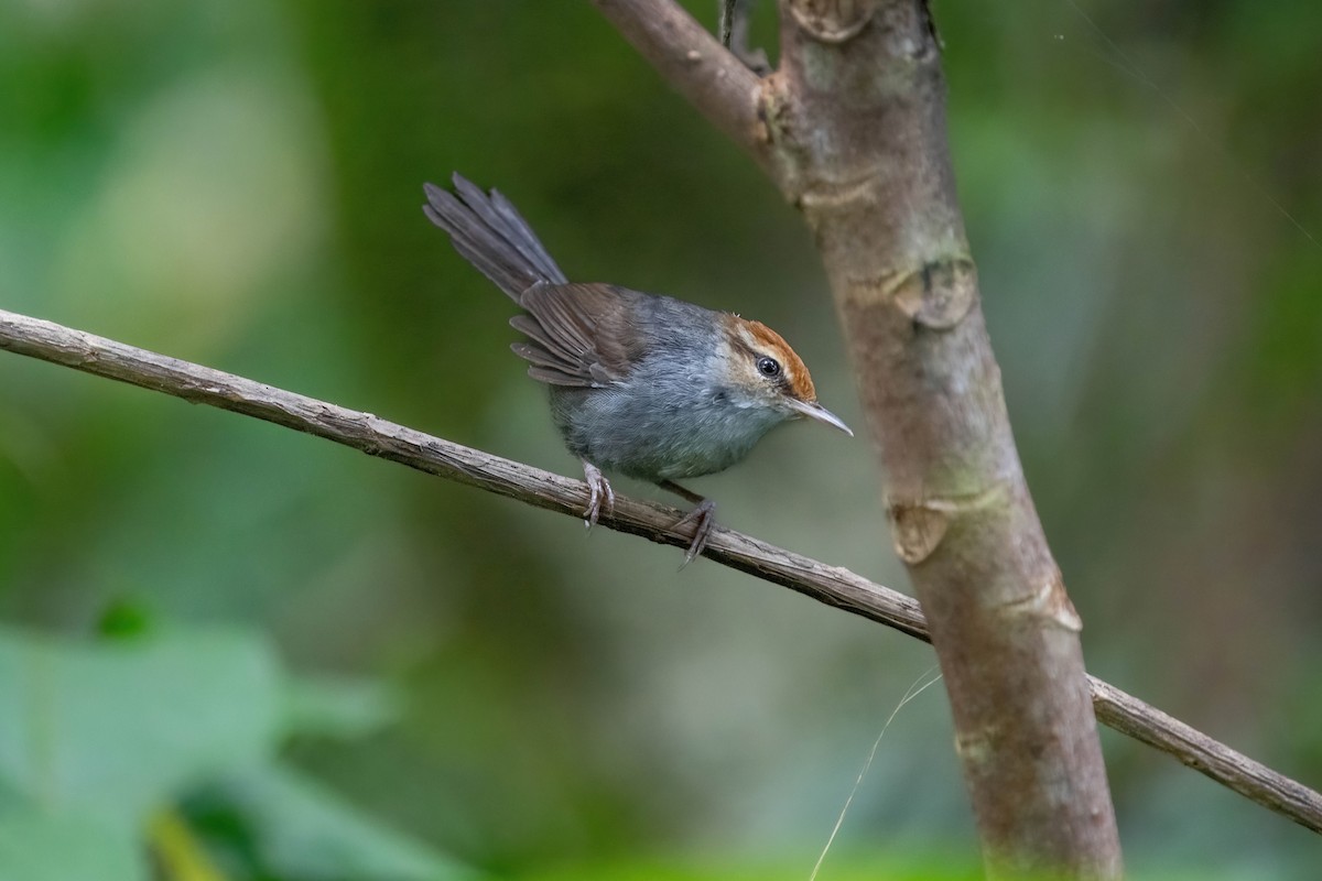 Fiji Bush Warbler - ML638745367