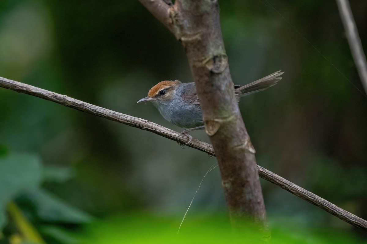 Fiji Bush Warbler - ML638745368