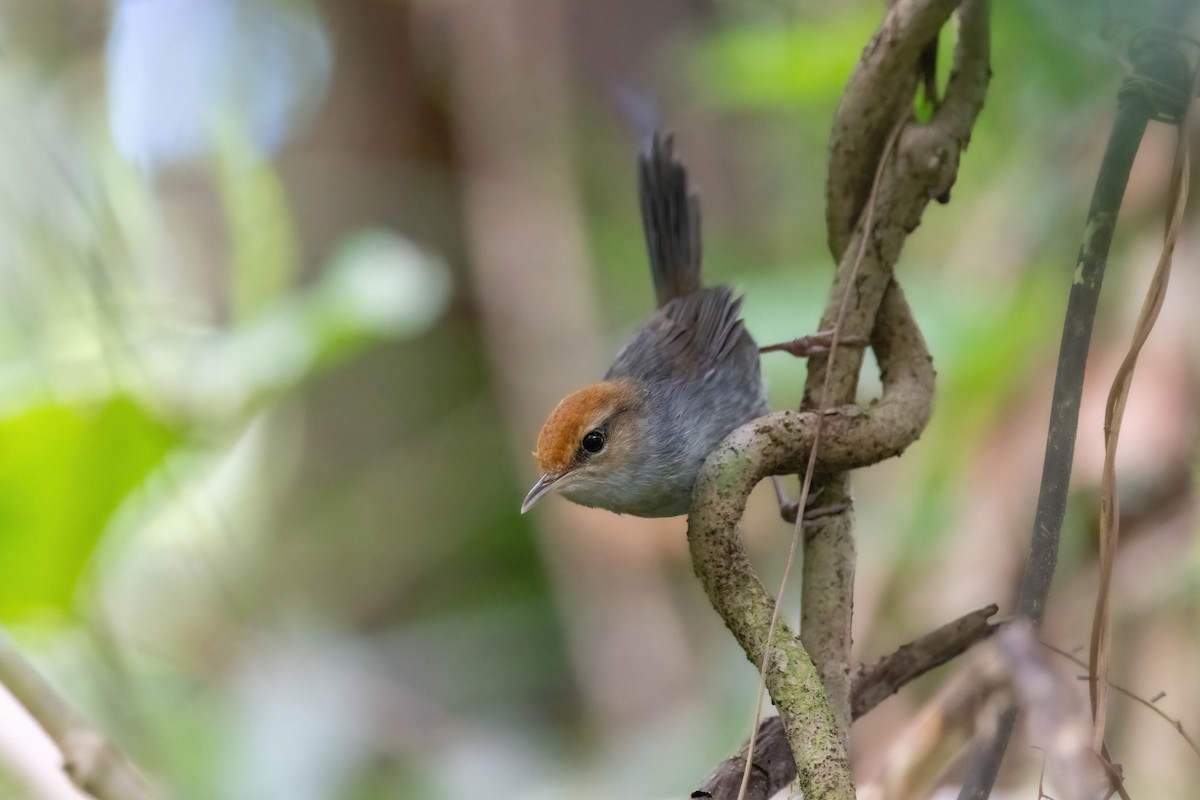 Fiji Bush Warbler - ML638745369