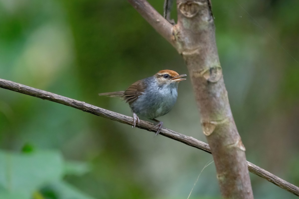 Fiji Bush Warbler - ML638745370