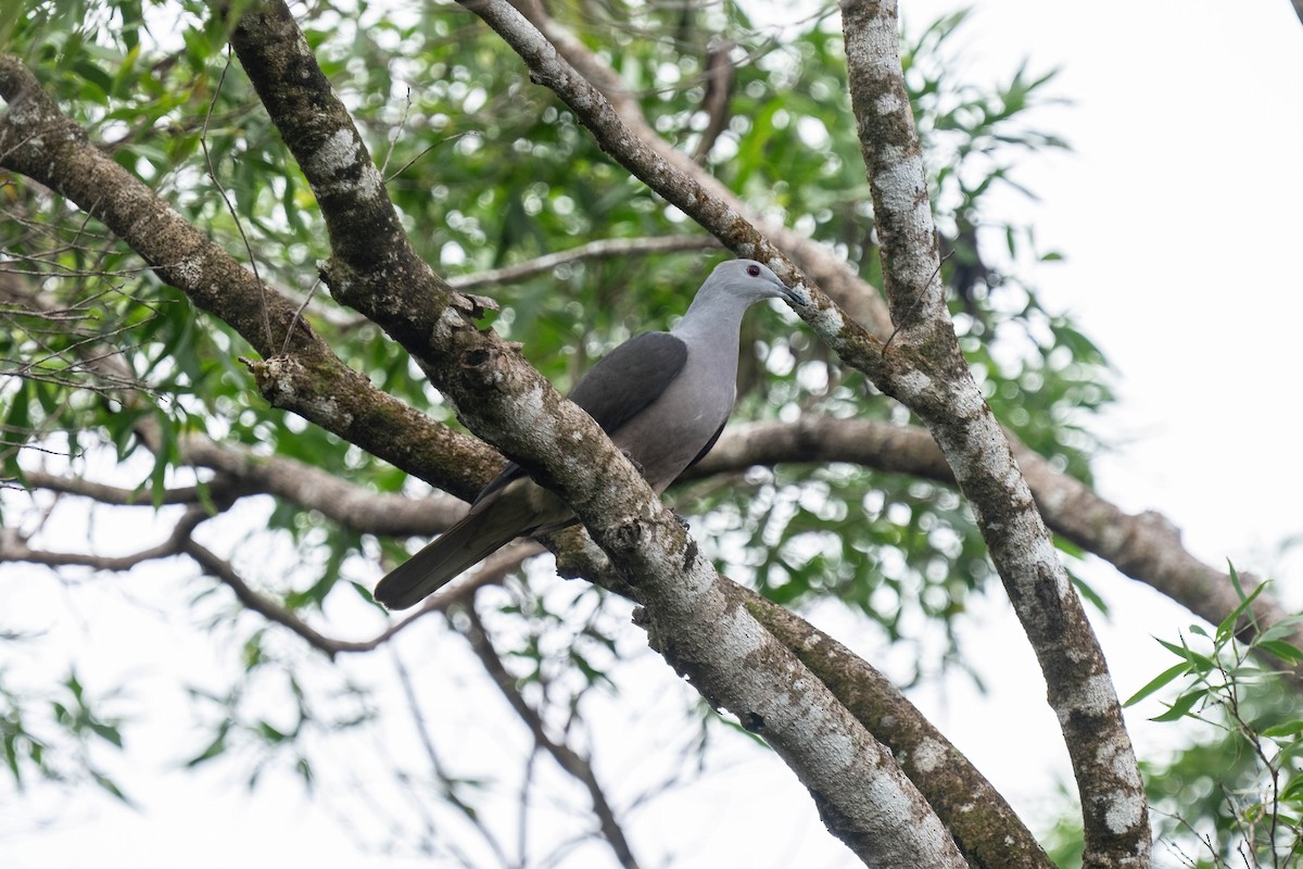 Barking Imperial-Pigeon - ML638745376
