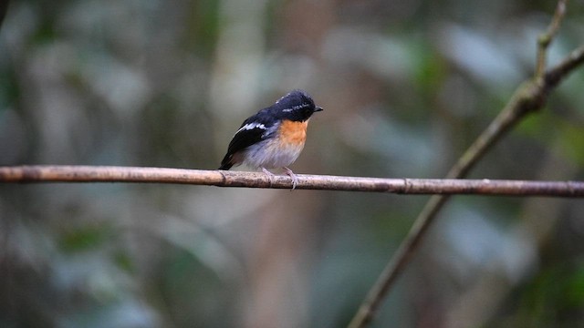 Rufous-chested Flycatcher - ML638745386