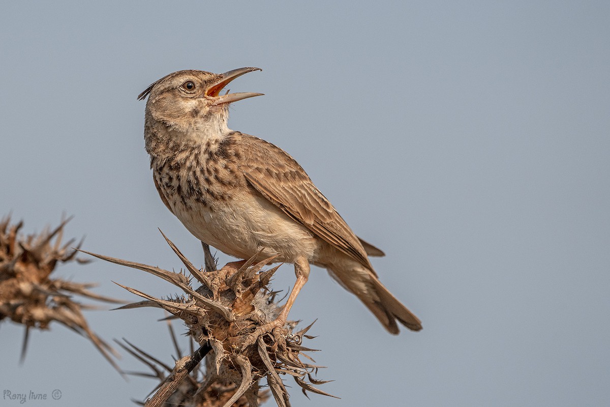 Crested Lark - ML638745397