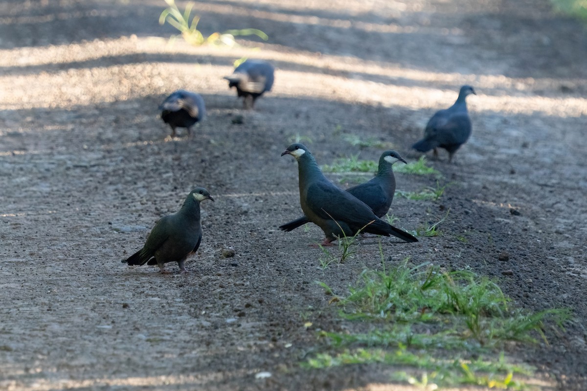 Metallic Pigeon - ML638745400