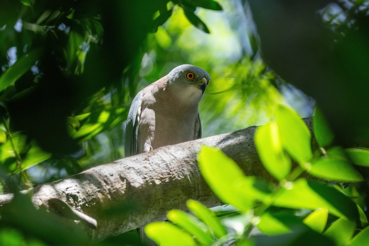 Fiji Goshawk - ML638745409