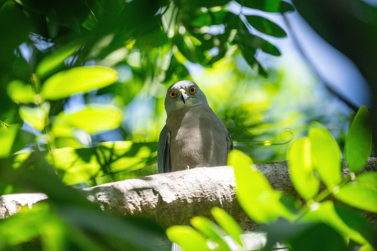 Fiji Goshawk - ML638745410