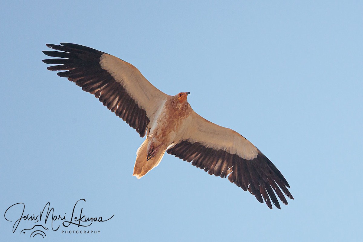 Egyptian Vulture - ML638745415