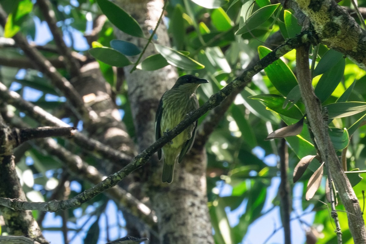 Polynesian Starling - ML638745423