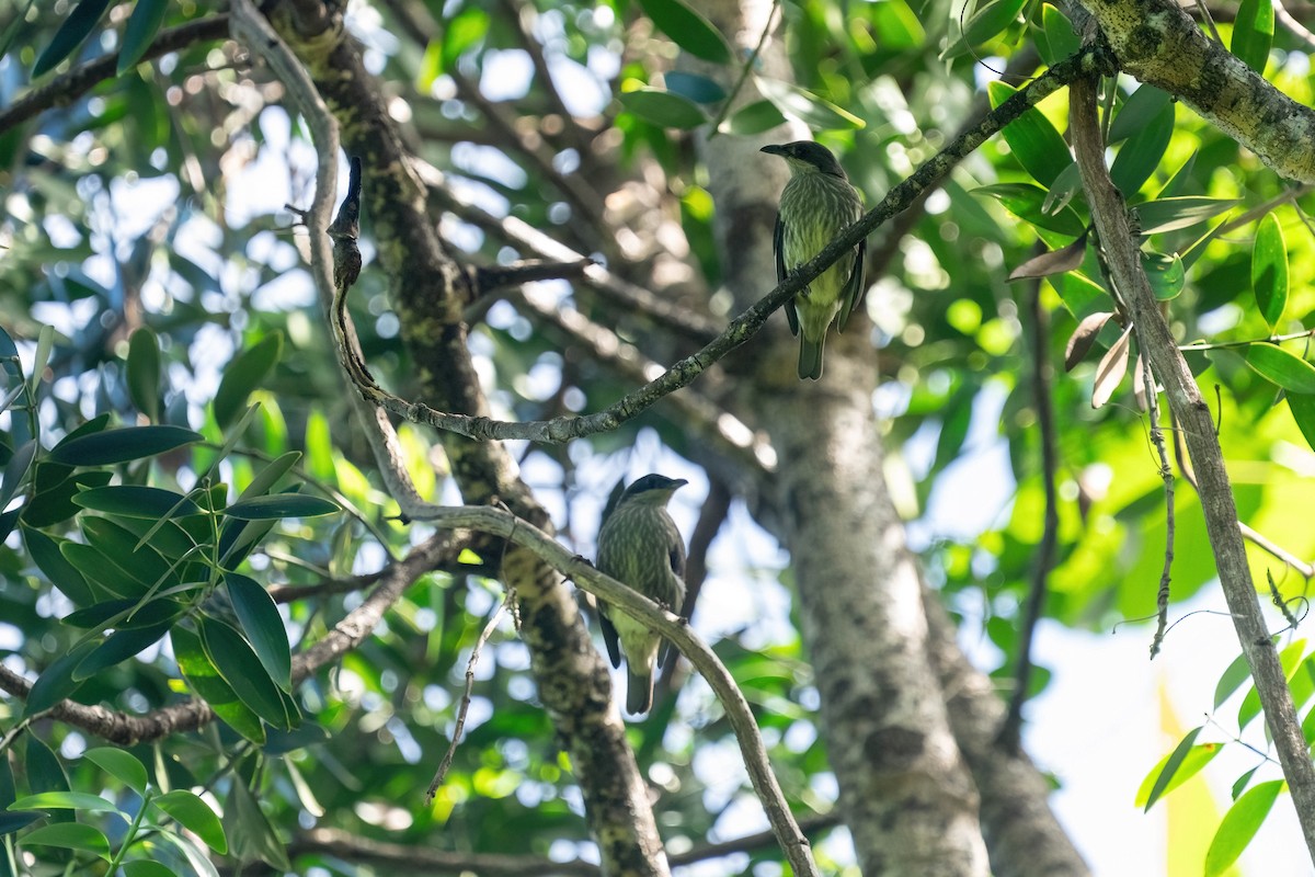 Polynesian Starling - ML638745424