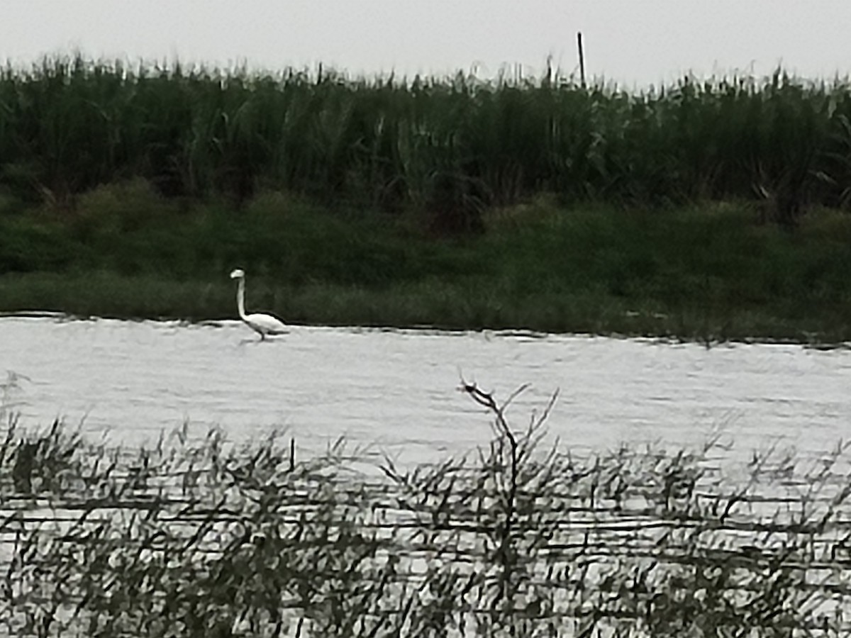 plameňák růžový - ML638745439