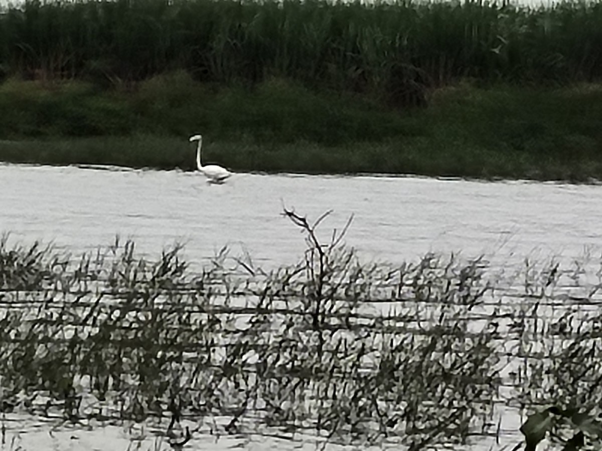 plameňák růžový - ML638745440