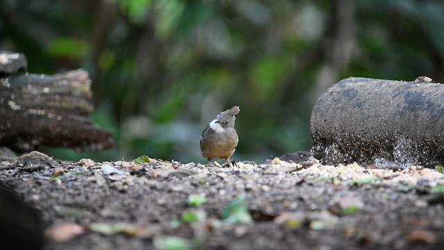 Penan Bulbul - ML638745462