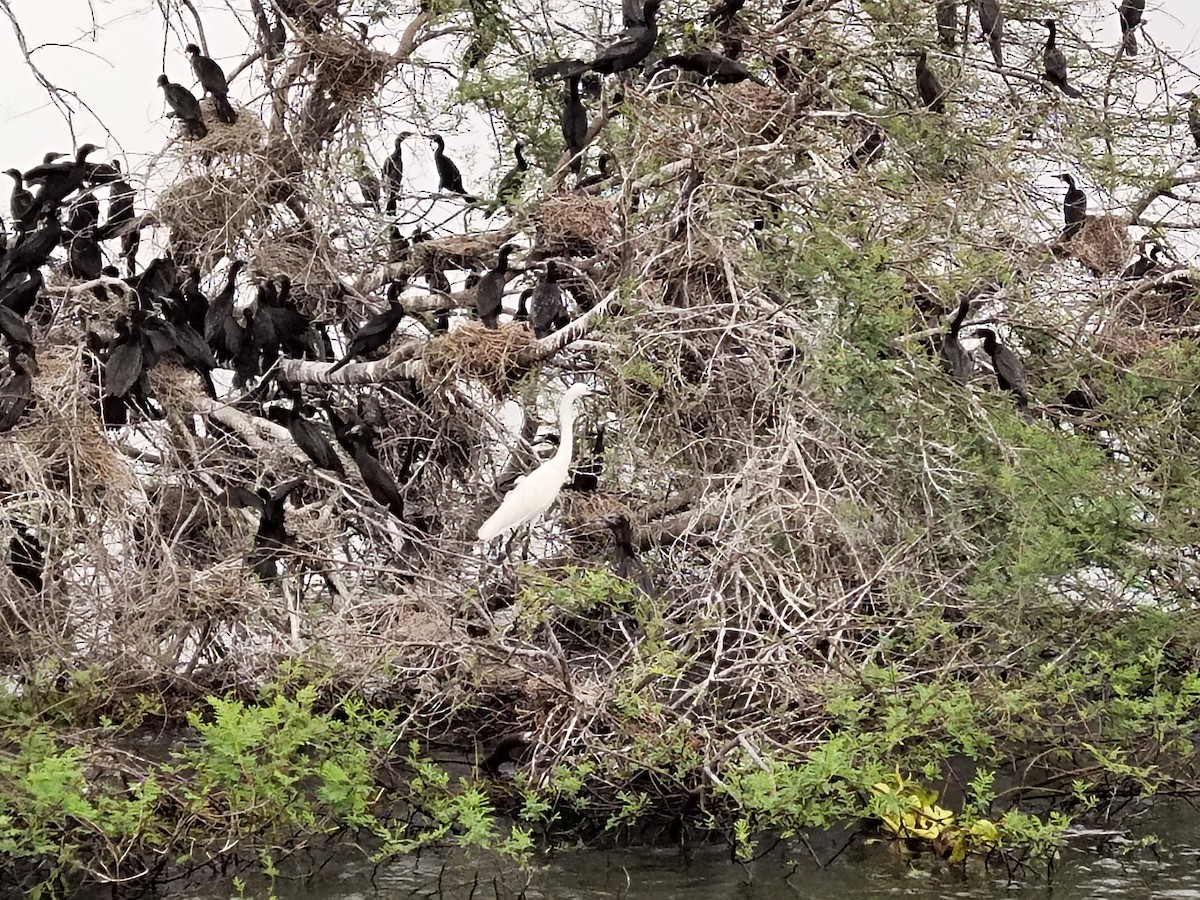 kormorán menší - ML638745489