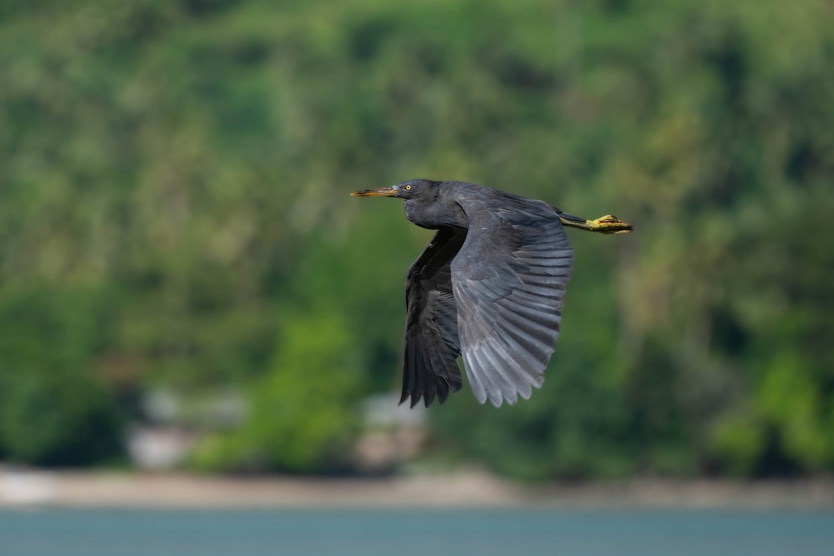 Pacific Reef-Heron - ML638745498