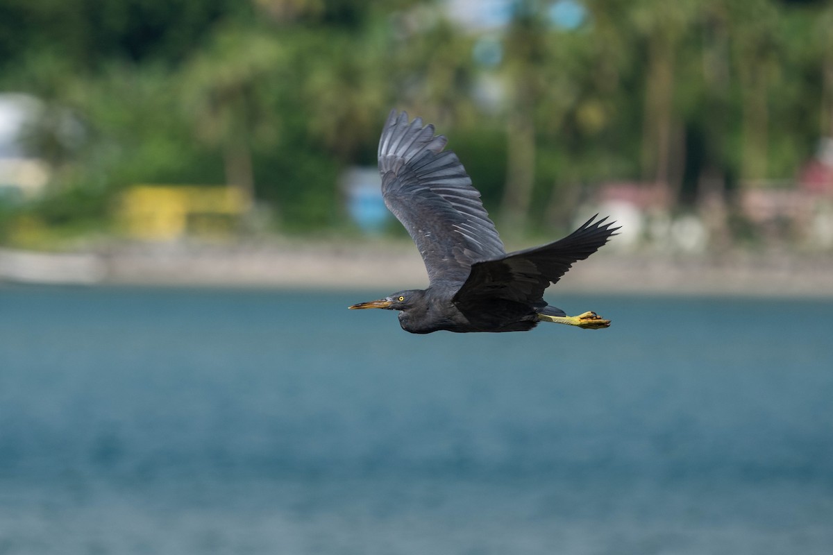 Pacific Reef-Heron - ML638745499
