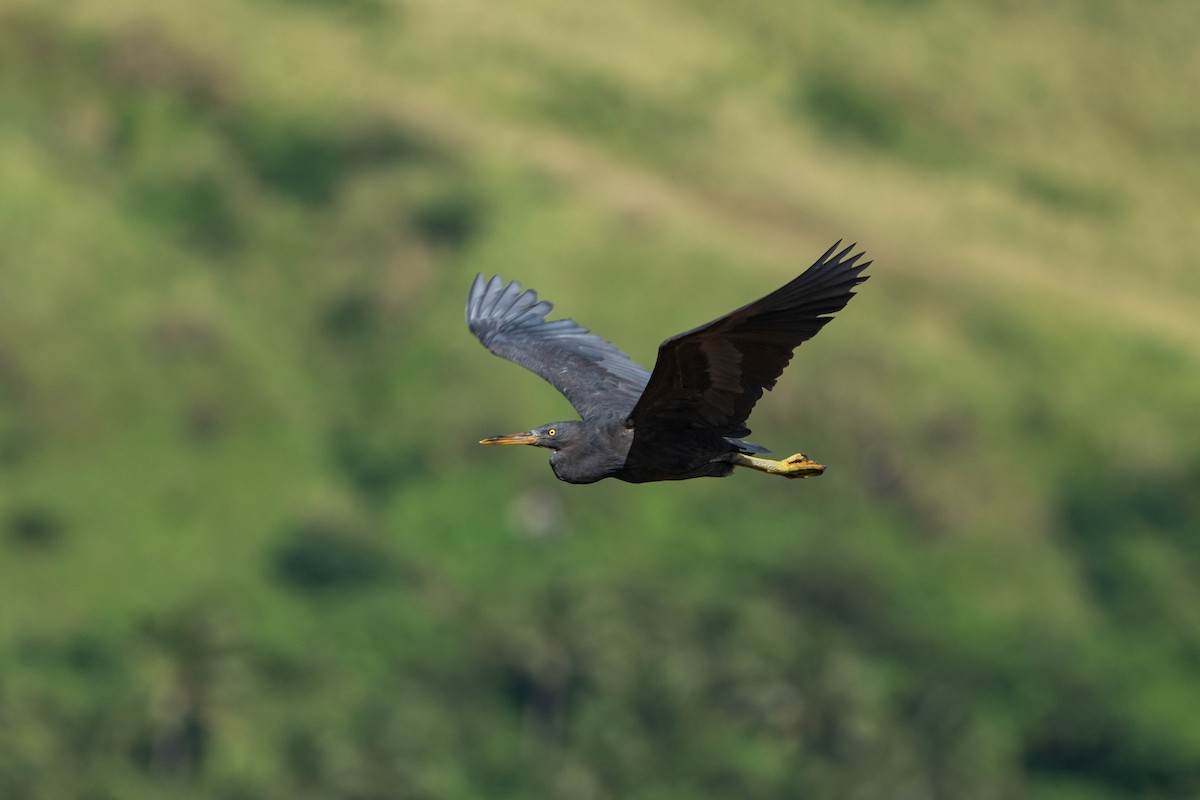 Pacific Reef-Heron - ML638745500