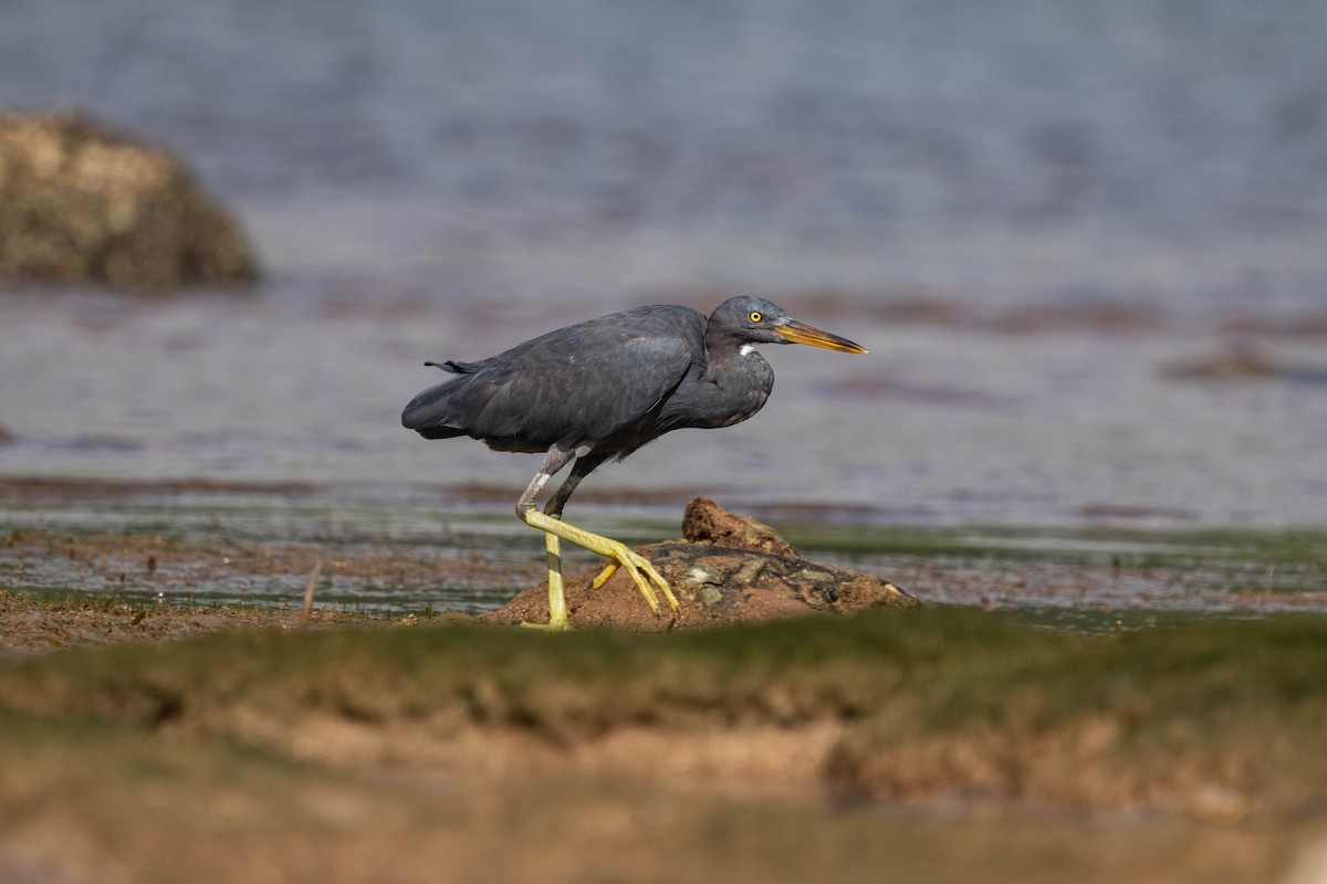 Pacific Reef-Heron - ML638745501