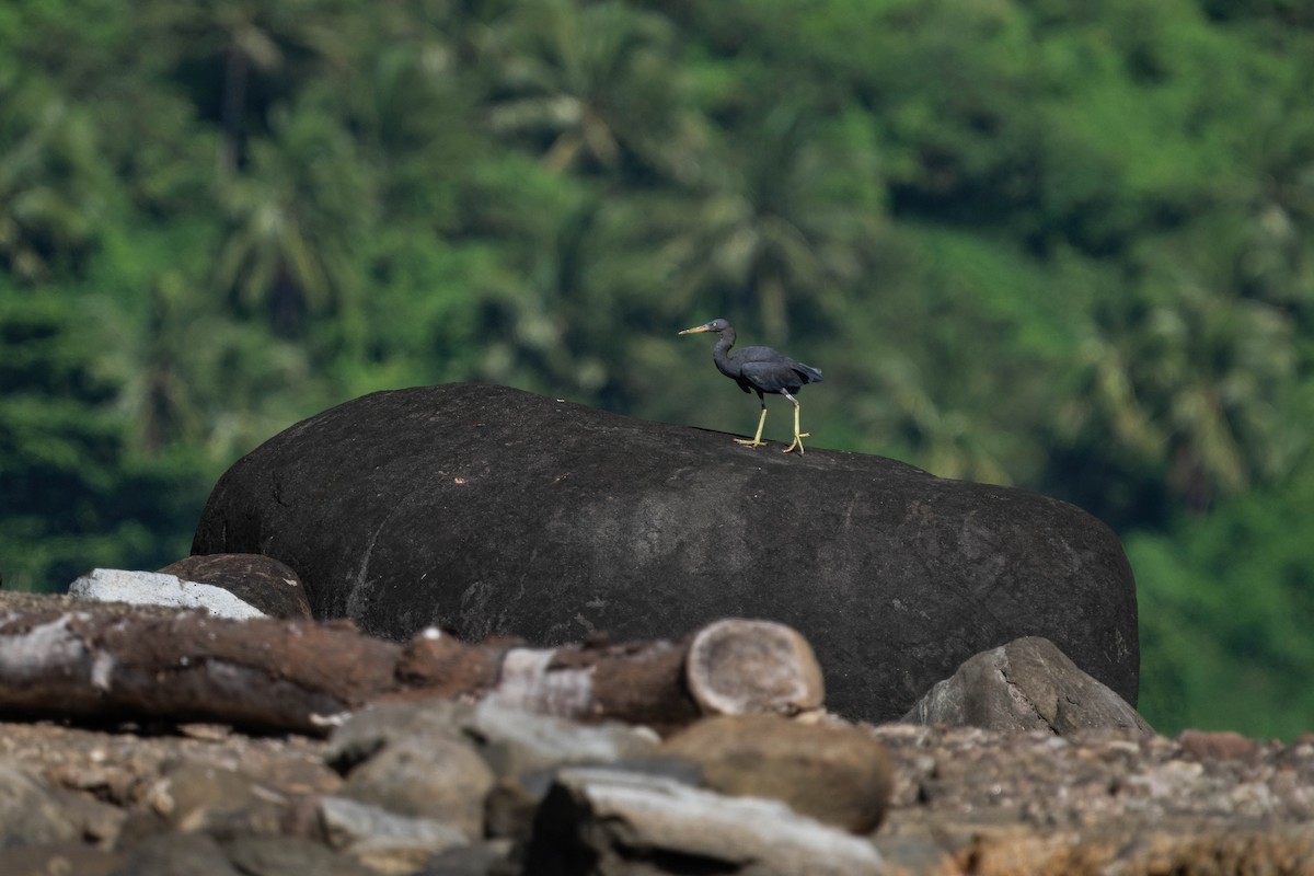 Pacific Reef-Heron - ML638745505