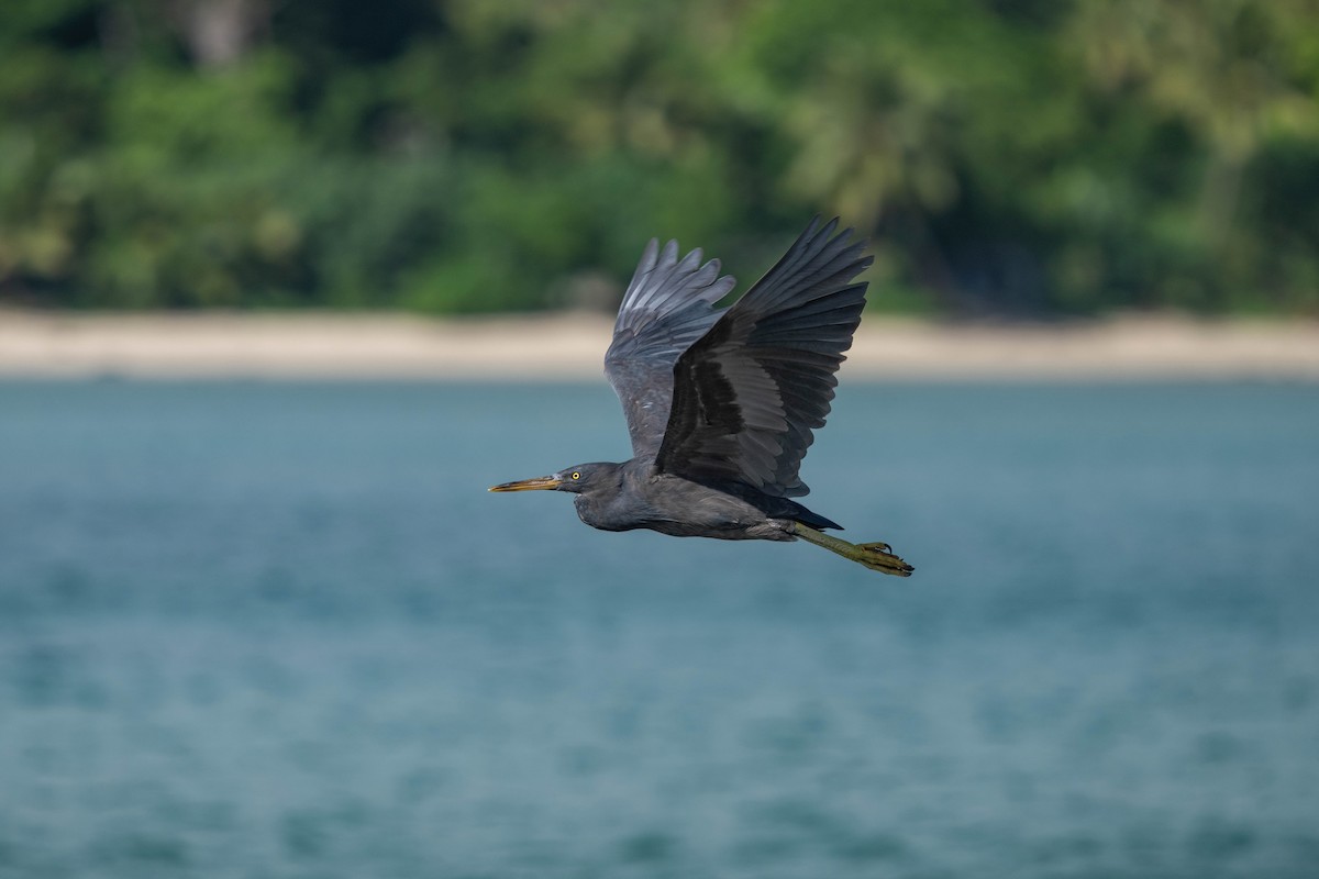 Pacific Reef-Heron - ML638745506