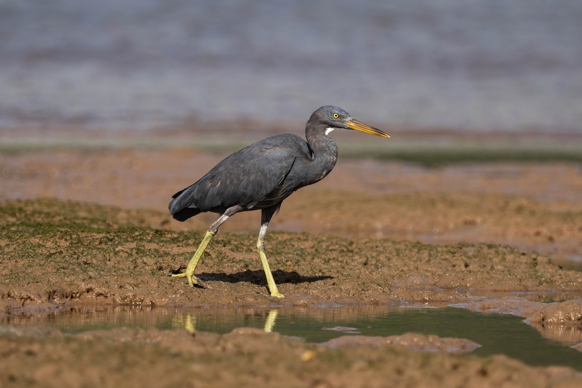 Pacific Reef-Heron - ML638745508